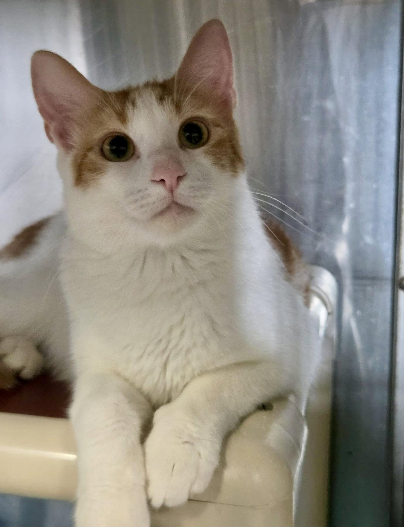 Enlarge George Washington, a Adoptable Domestic Short Hair in Detroit Lakes, MN image 1/3
