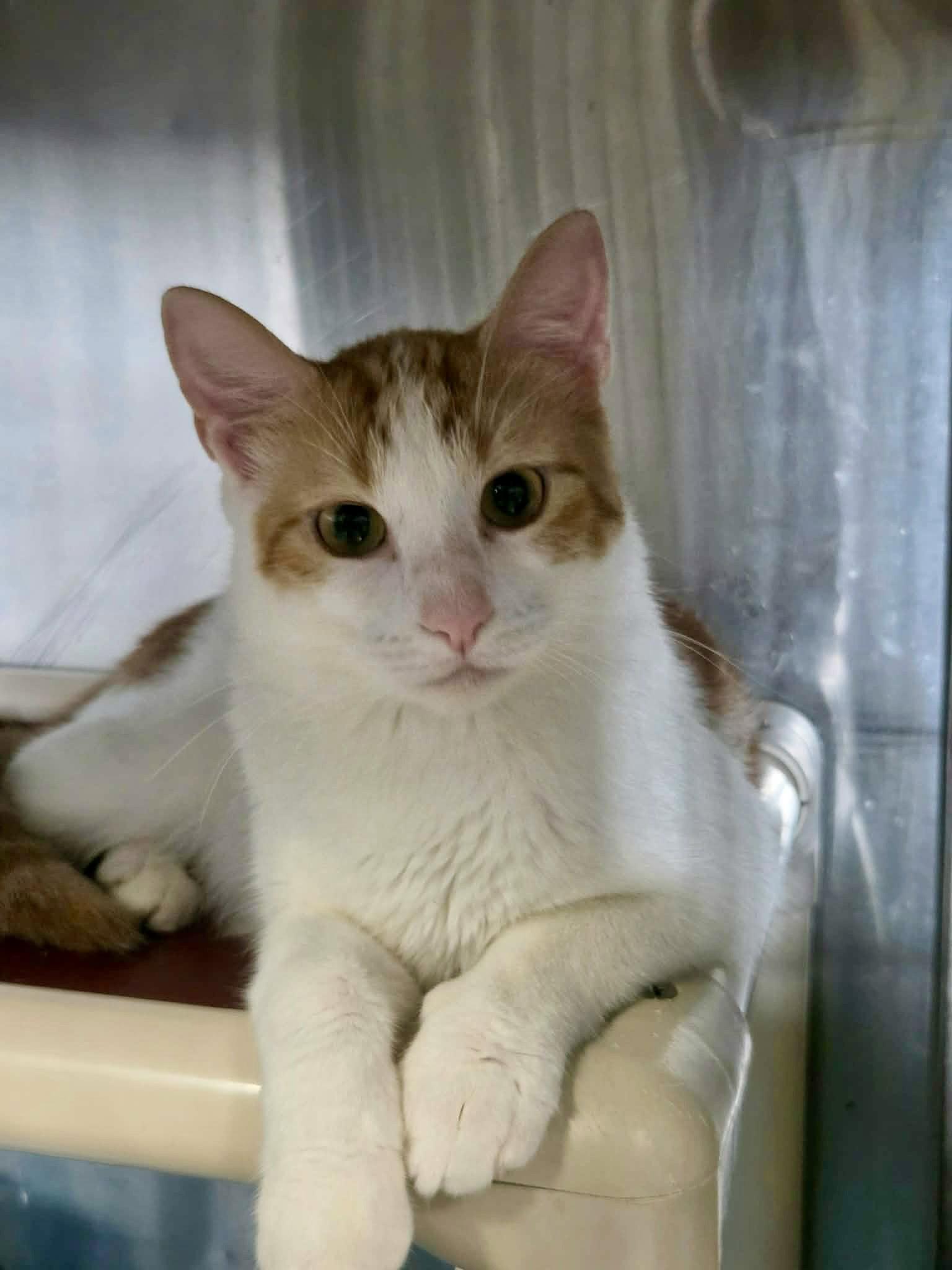 Enlarge George Washington, a Adoptable Domestic Short Hair in Detroit Lakes, MN image 2/3