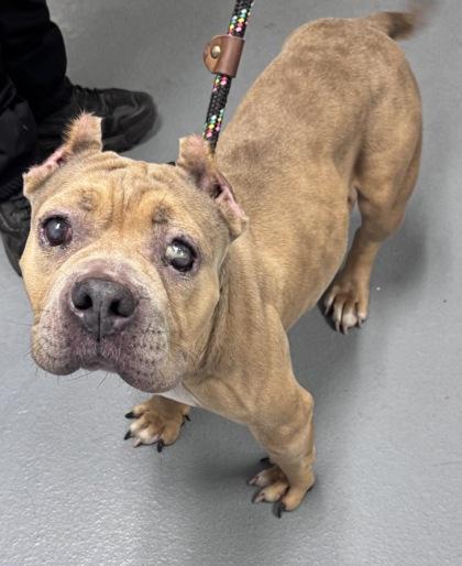 Chasity - 2, Adoptable, Adult Female Mixed Breed & Mixed Breed.