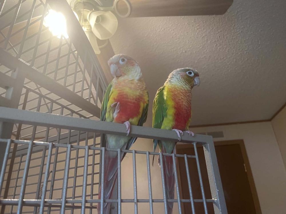 Kiwi, Adoptable, Adult Male Conure.