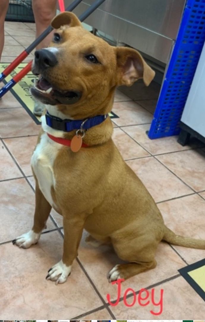 Joey, a Adoptable mixed breed in Carthage, MS image 1/3