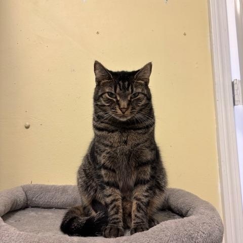 Holland – A Shy Beauty Ready to Bloom, a Adoptable Domestic Short Hair in Braintree, MA image 1/6