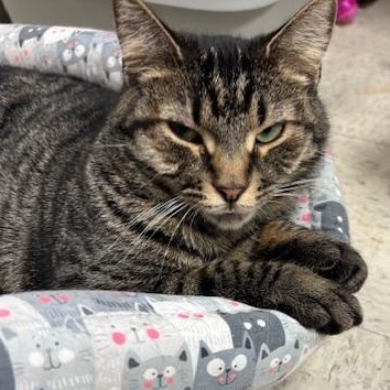 Holland – A Shy Beauty Ready to Bloom