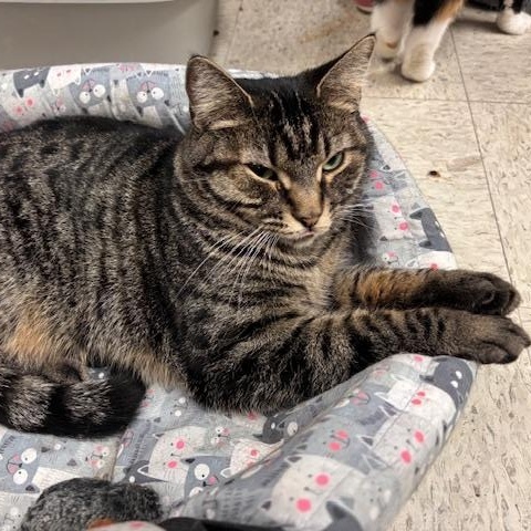 Holland – A Shy Beauty Ready to Bloom, a Adoptable Domestic Short Hair in Braintree, MA image 5/6