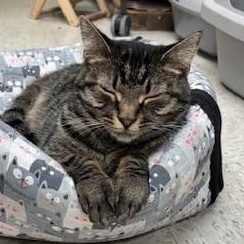 Holland – A Shy Beauty Ready to Bloom, a Adoptable Domestic Short Hair in Braintree, MA image 4/6