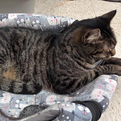 Holland – A Shy Beauty Ready to Bloom, a Adoptable Domestic Short Hair in Braintree, MA image 6/6