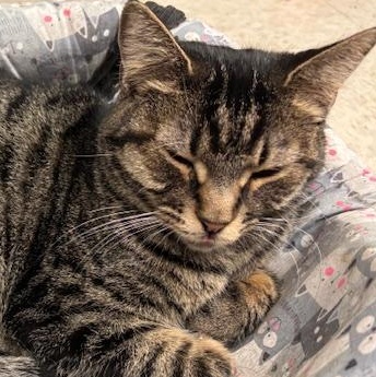 Holland – A Shy Beauty Ready to Bloom, a Adoptable Domestic Short Hair in Braintree, MA image 2/6