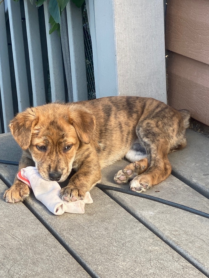 Sandy, Adopted, Puppy Female Catahoula Leopard Dog.