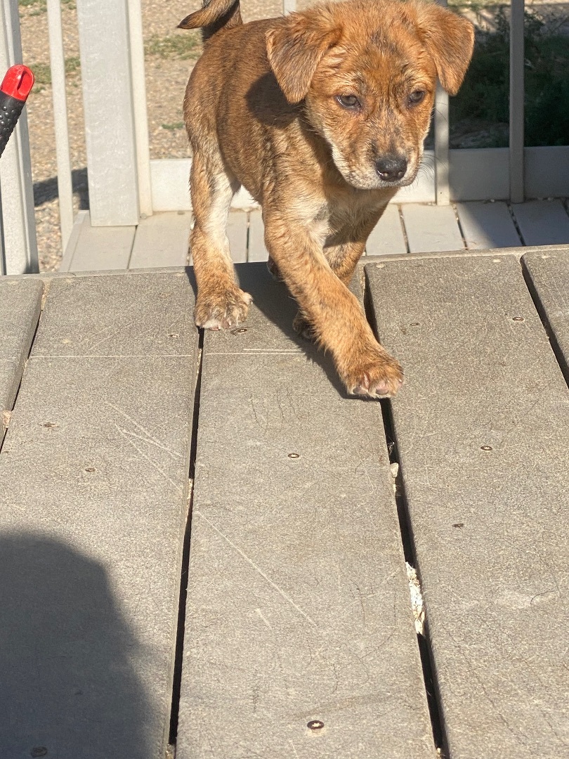 Enlarge Sandy, a Adopted mixed breed in Havre, MT image 2/9