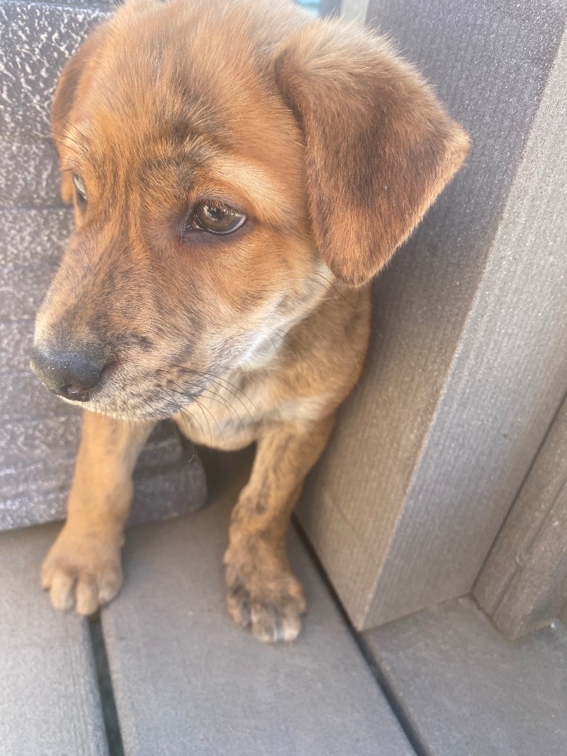 Enlarge Sandy, a Adopted mixed breed in Havre, MT image 3/9