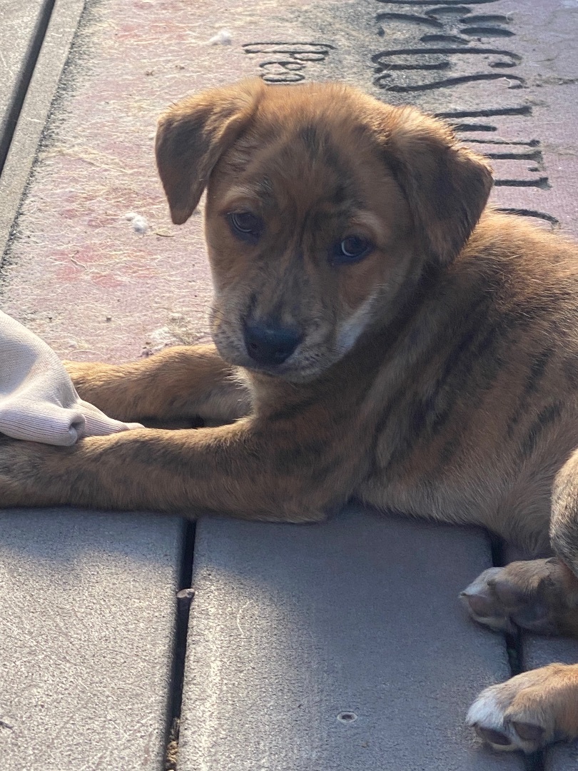 Enlarge Sandy, a Adopted mixed breed in Havre, MT image 4/9