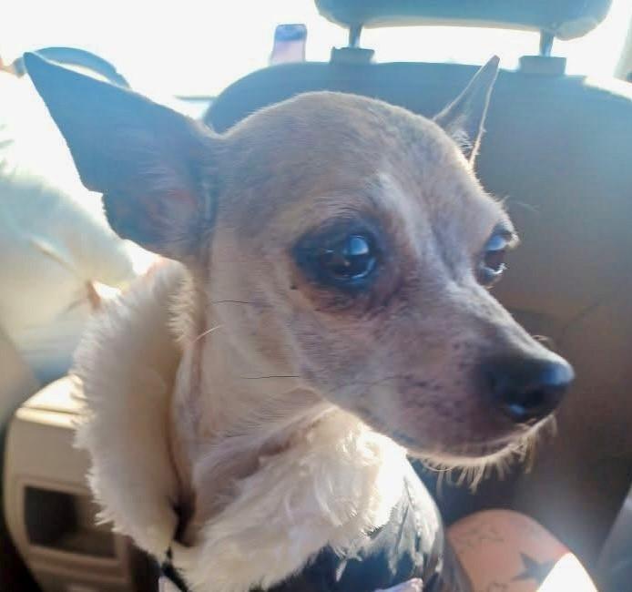 Princess, Adopted, Adult Female Chihuahua.