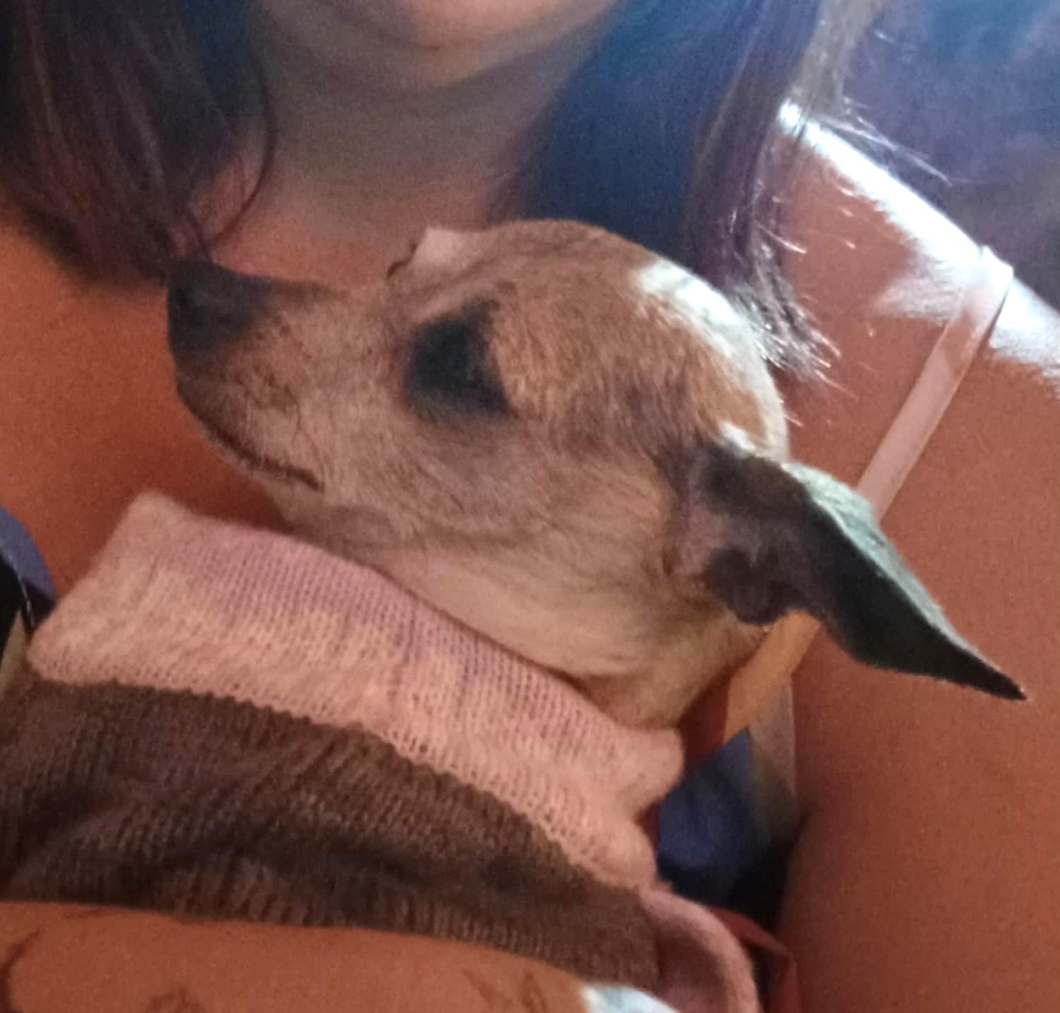 Enlarge Princess, a Adopted Chihuahua in Noble, OK image 4/6