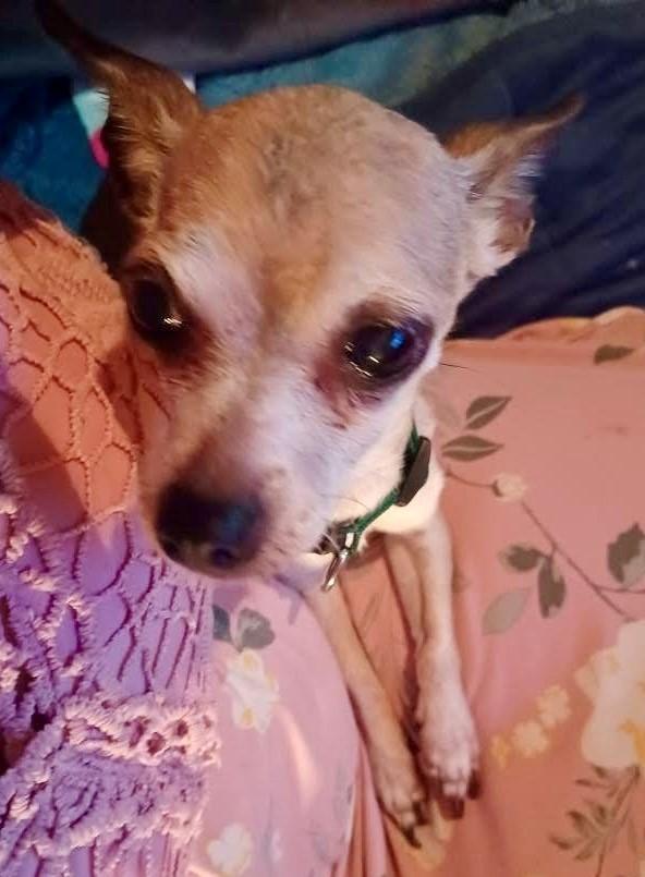 Enlarge Princess, a Adopted Chihuahua in Noble, OK image 6/6