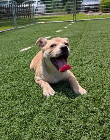 Picasso, Adoptable, Young Male Terrier.