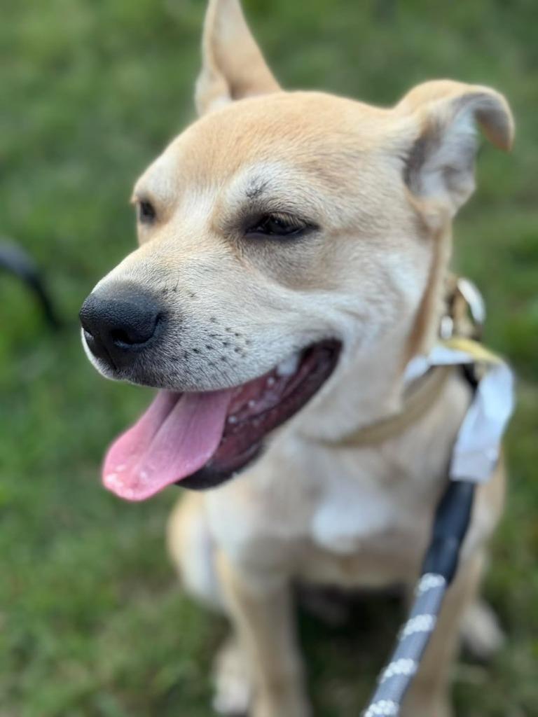 Picasso, a Adoptable mixed breed in Murphysboro, IL image 2/6