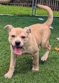 Picasso, a Adoptable mixed breed in Murphysboro, IL image 3/6