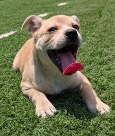 Picasso, a Adoptable mixed breed in Murphysboro, IL image 4/6