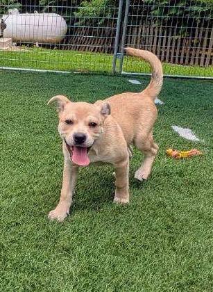 Picasso, a Adoptable mixed breed in Murphysboro, IL image 5/6