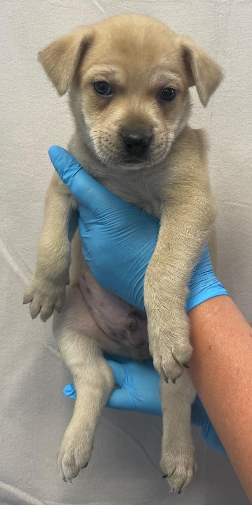 Picasso, a Adoptable mixed breed in Murphysboro, IL image 6/6