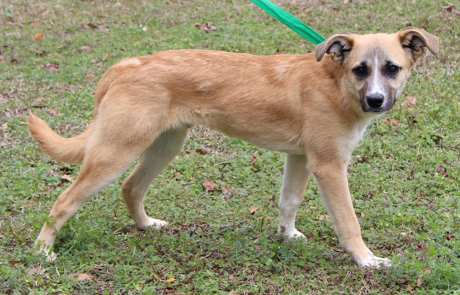 Little Jack 42992, Adoptable, Puppy Male Shepherd.