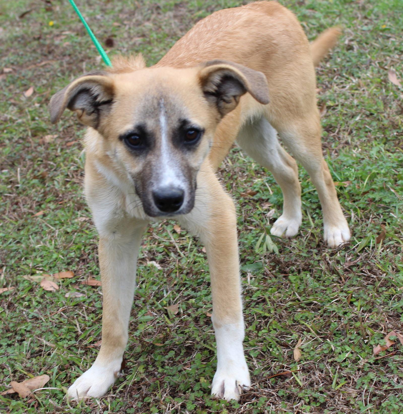 Enlarge Little Jack 42992, a Adoptable Shepherd in Prattville, AL image 2/3
