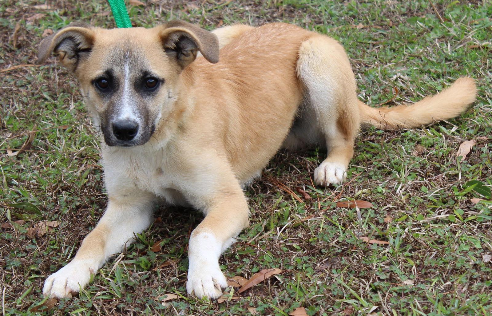 Enlarge Little Jack 42992, a Adoptable Shepherd in Prattville, AL image 3/3