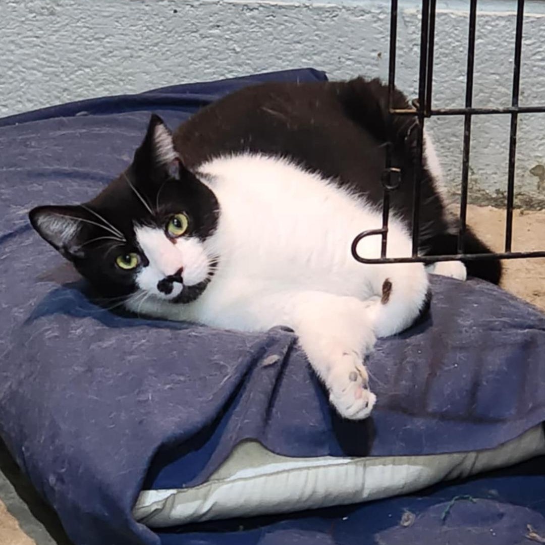 Enlarge Oreo, a Adoptable Domestic Short Hair in Allentown, PA image 3/4