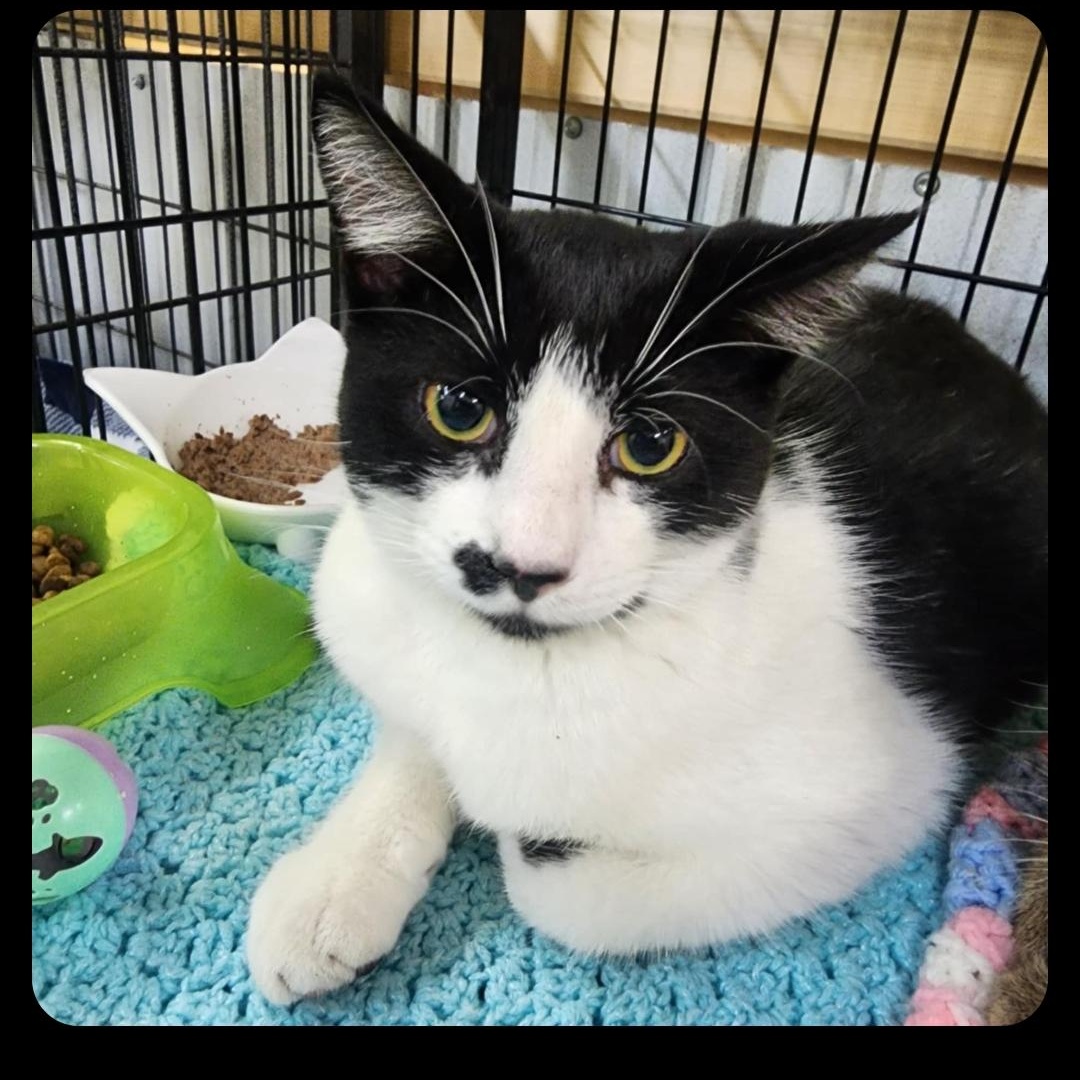 Enlarge Oreo, a Adoptable Domestic Short Hair in Allentown, PA image 2/4