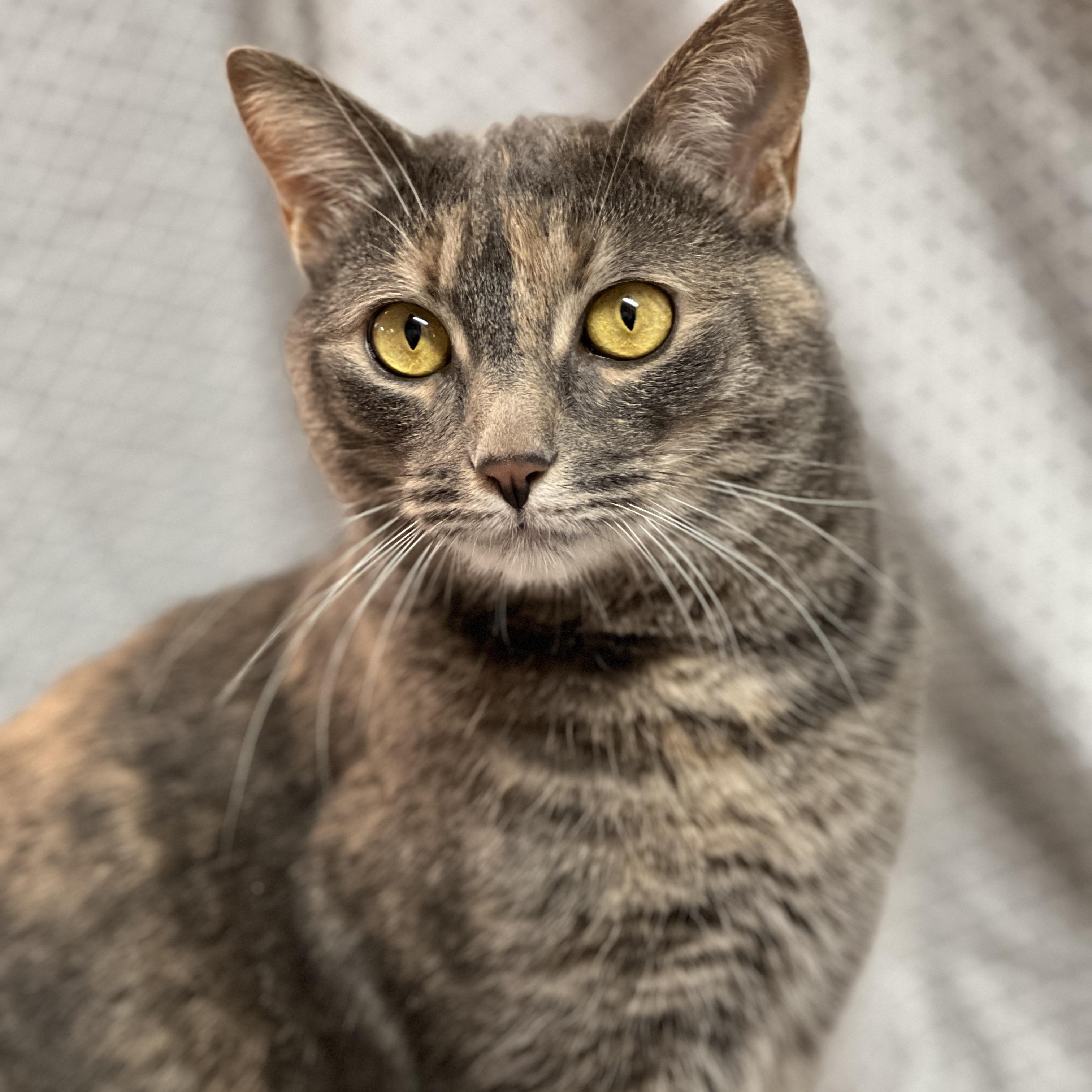 Ciri, Adoptable, Adult Female Domestic Short Hair & Dilute Tortoiseshell.