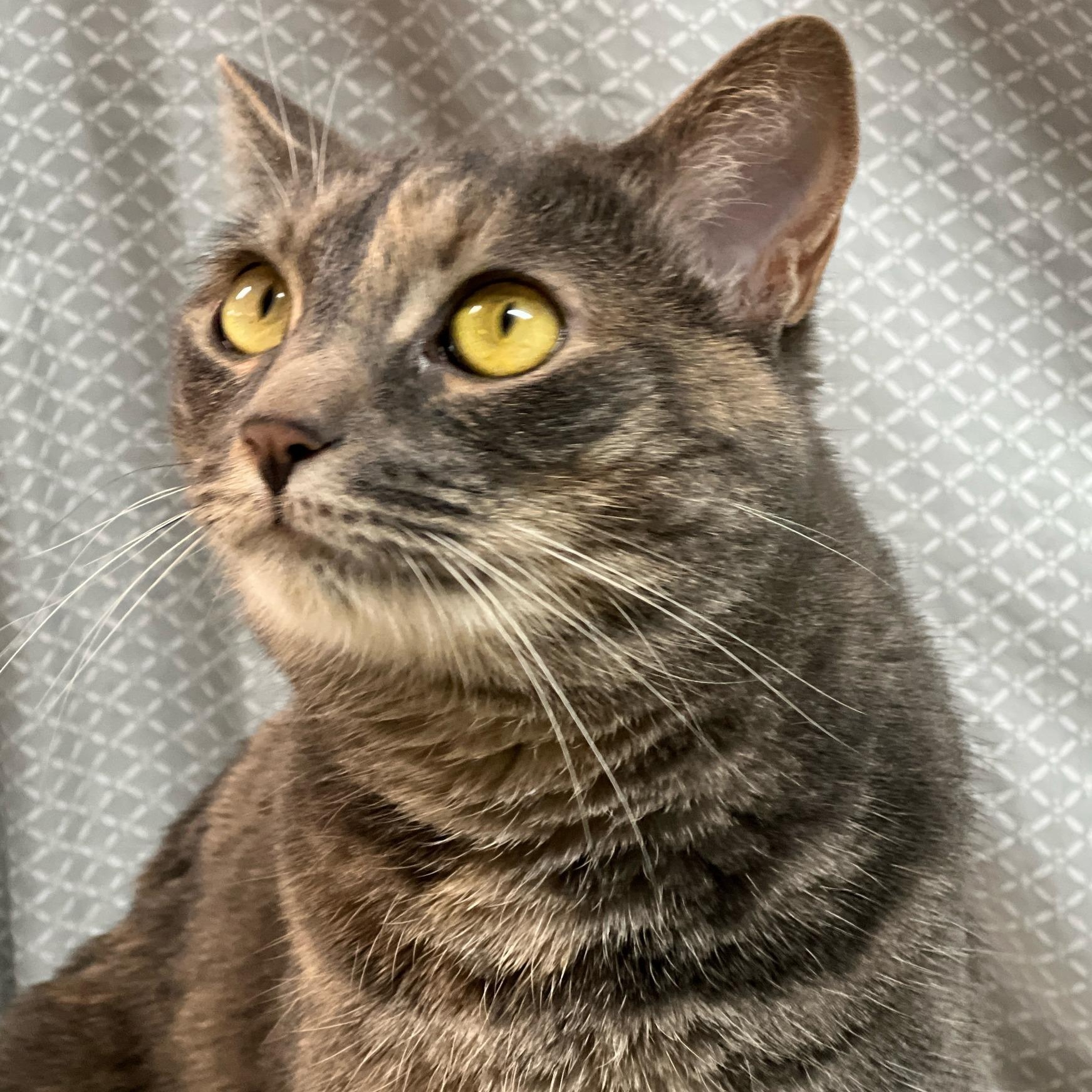 Enlarge Ciri, a Adoptable mixed breed in Germansville, PA image 5/5