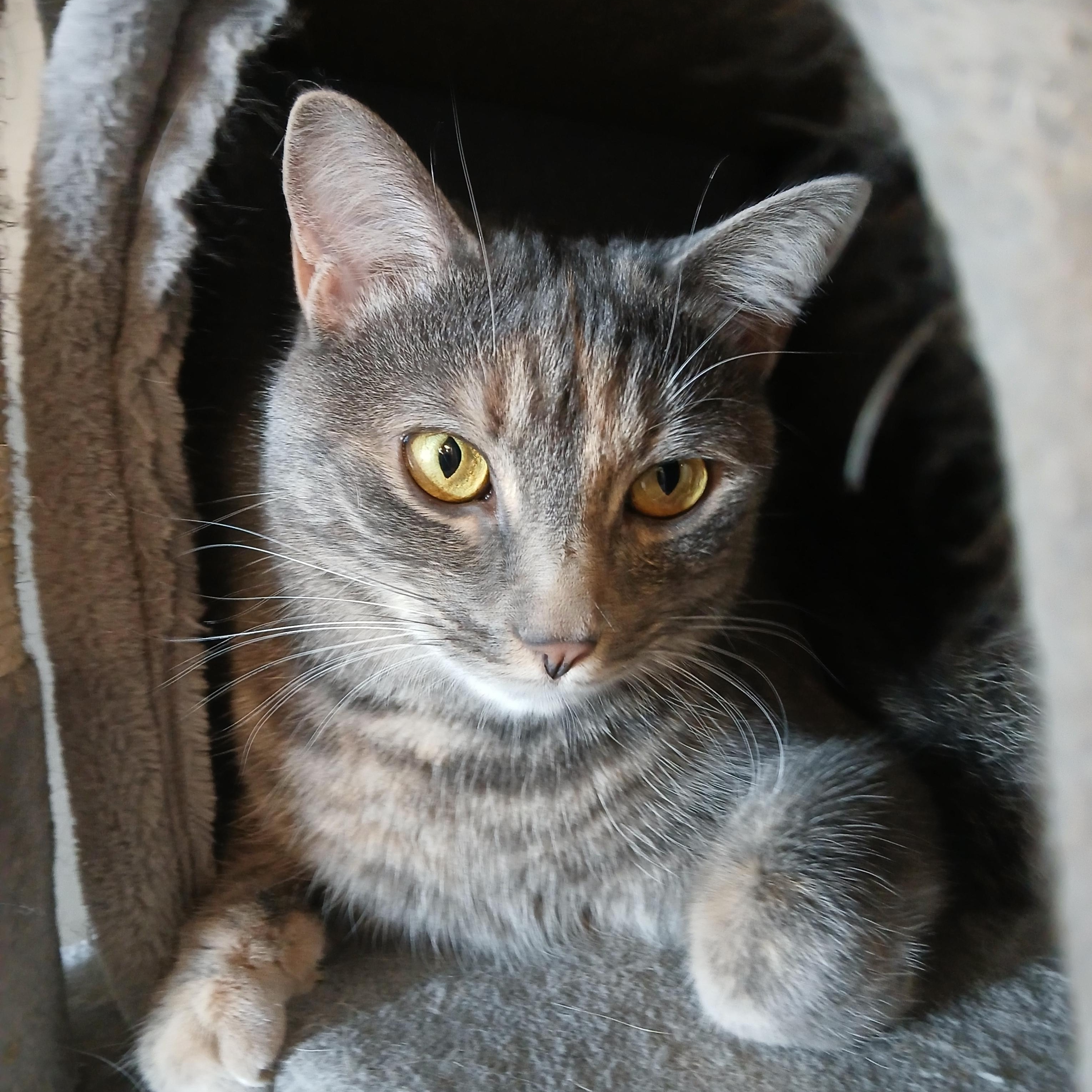 Enlarge Ciri, a Adoptable mixed breed in Germansville, PA image 1/3