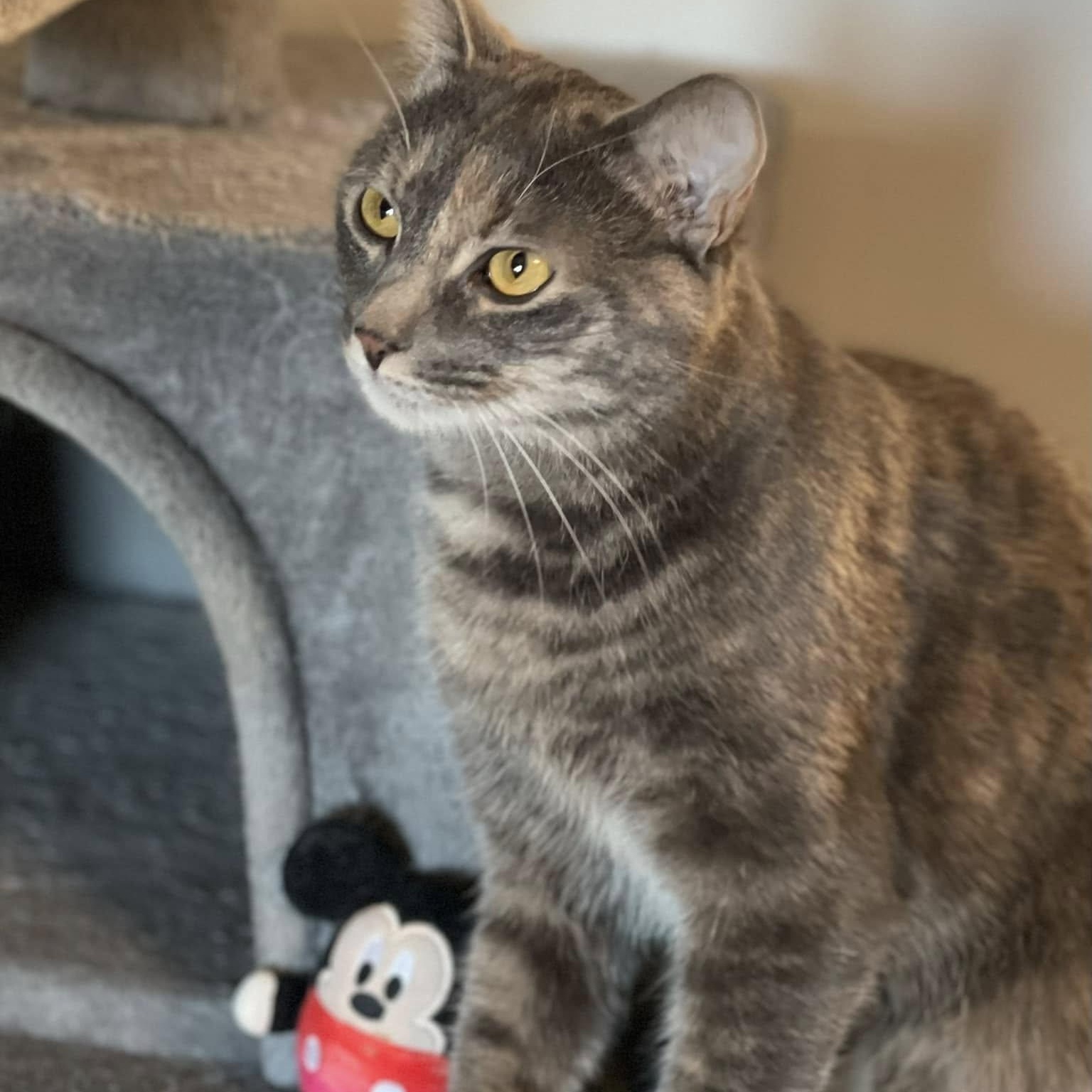 Enlarge Ciri, a Adoptable mixed breed in Germansville, PA image 2/3