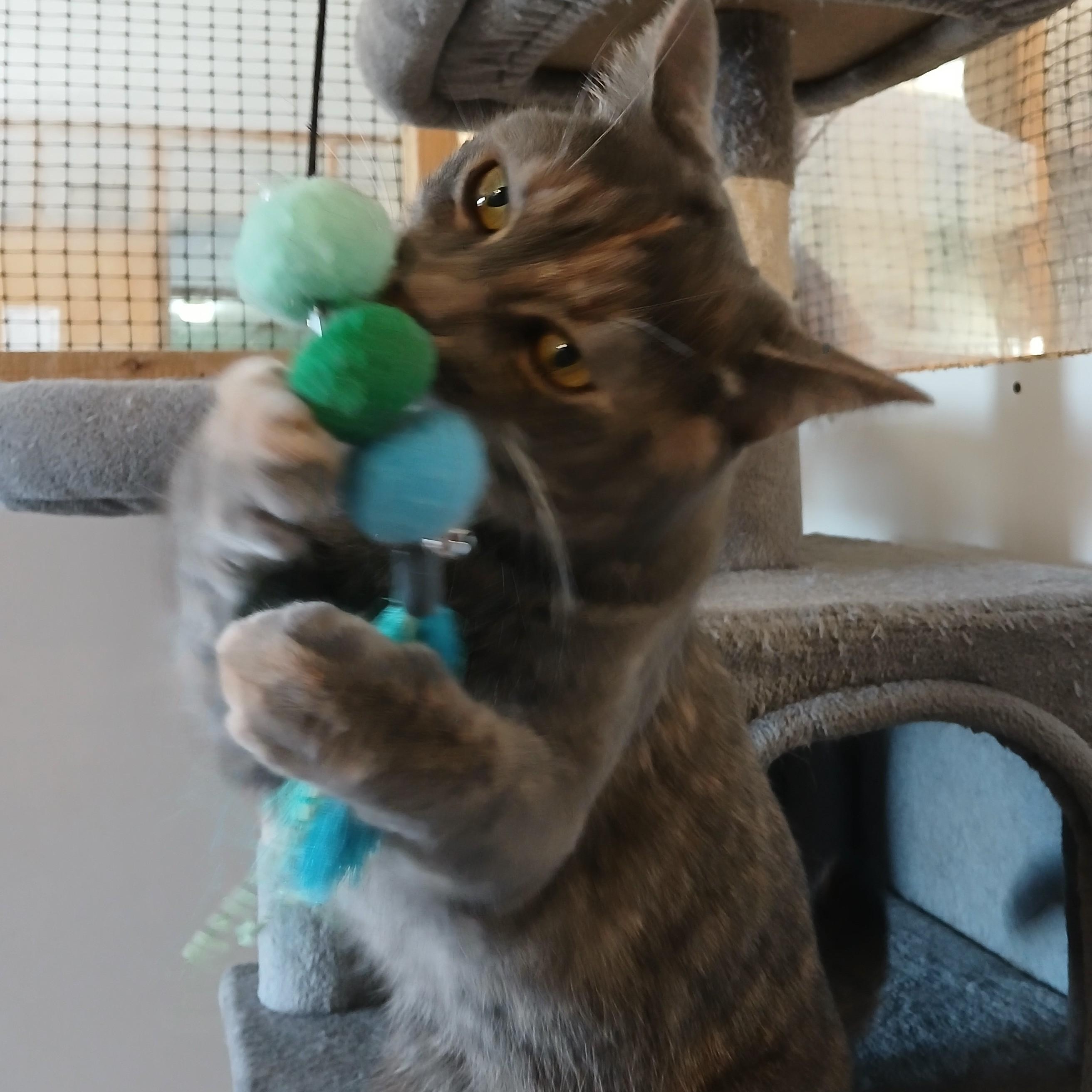 Enlarge Ciri, a Adoptable mixed breed in Germansville, PA image 3/3