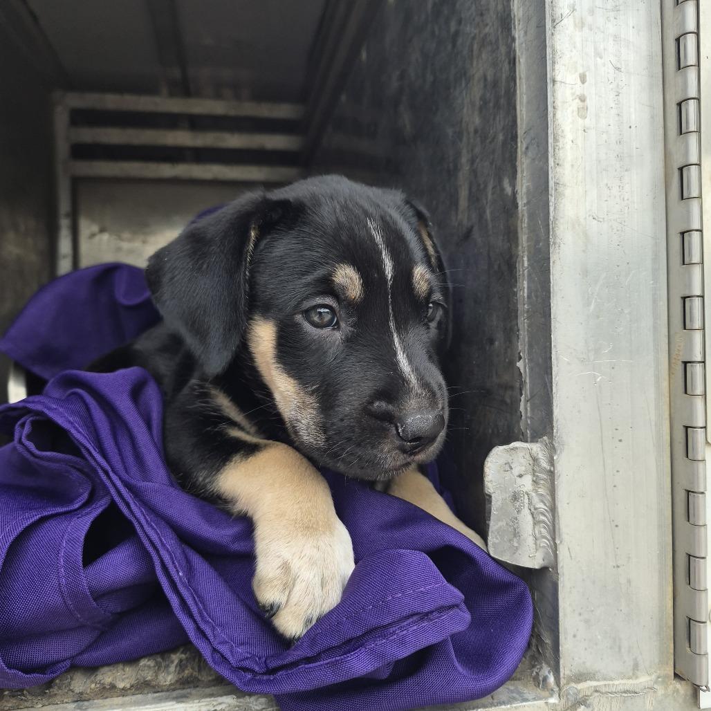 Saraphina, Adoptable, Puppy Female Rottweiler & Mixed Breed.