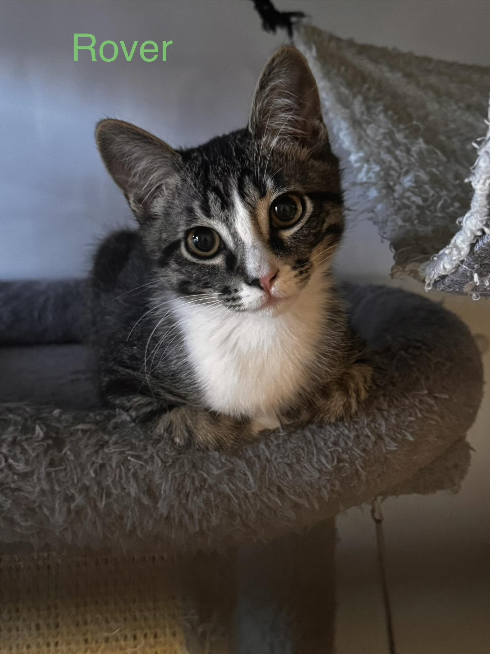 Enlarge Rover, a Adopted Domestic Short Hair in Wasilla, AK image 1/1