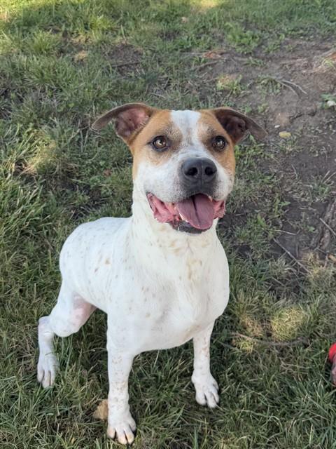 DEXTER, Adoptable, Adult Male Australian Cattle Dog / Blue Heeler & Mixed Breed.