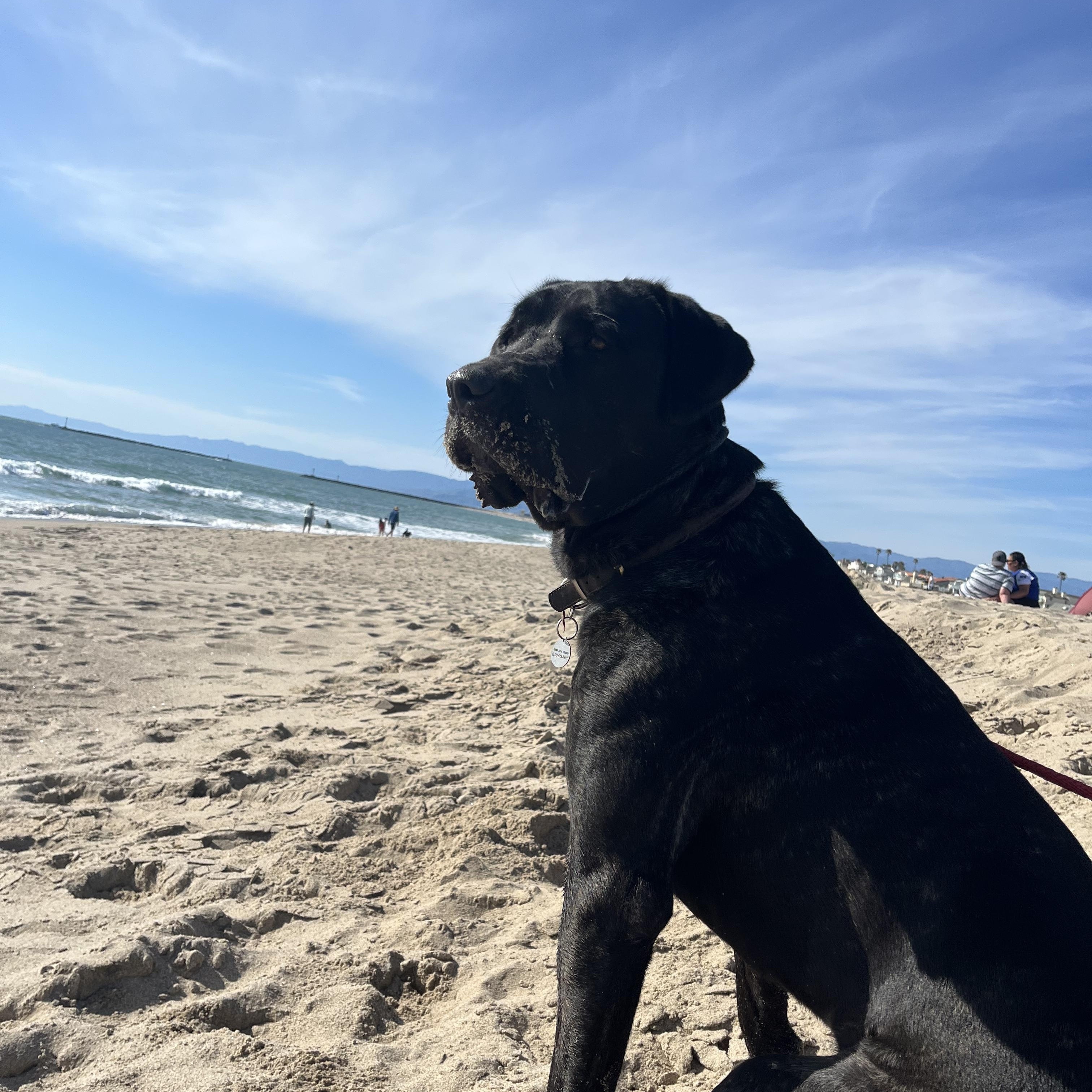 Betty, a Adoptable mixed breed in Los Angeles, CA image 1/6