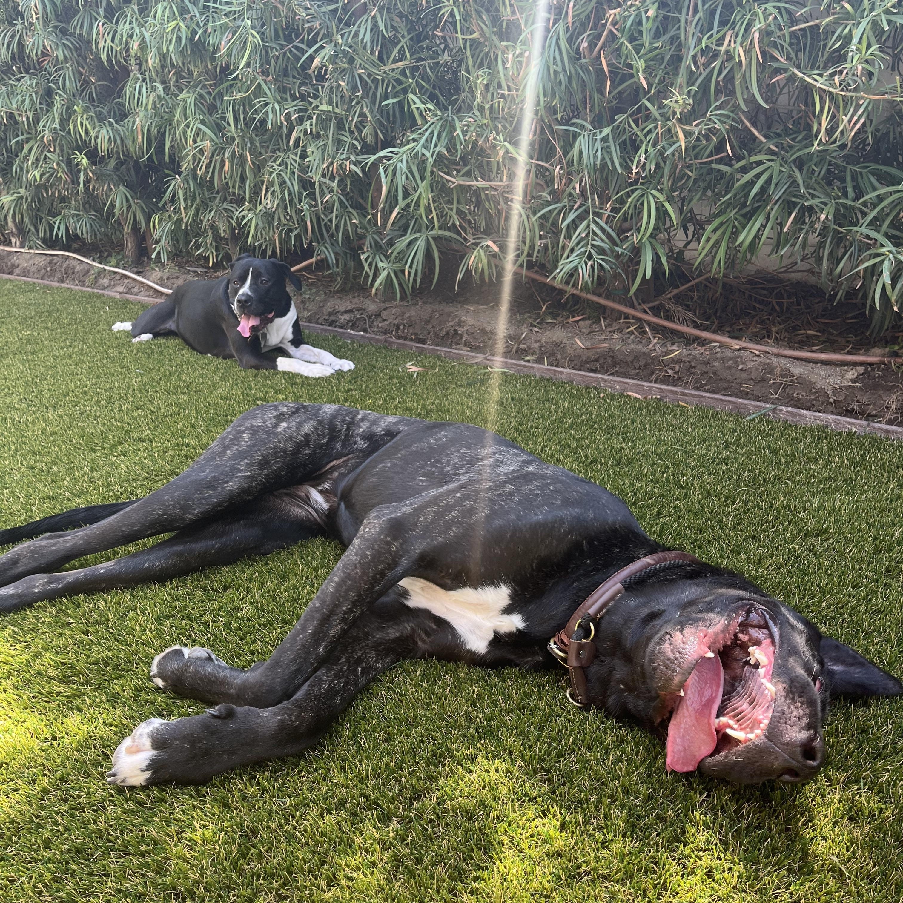 Betty, a Adoptable mixed breed in Los Angeles, CA image 2/6