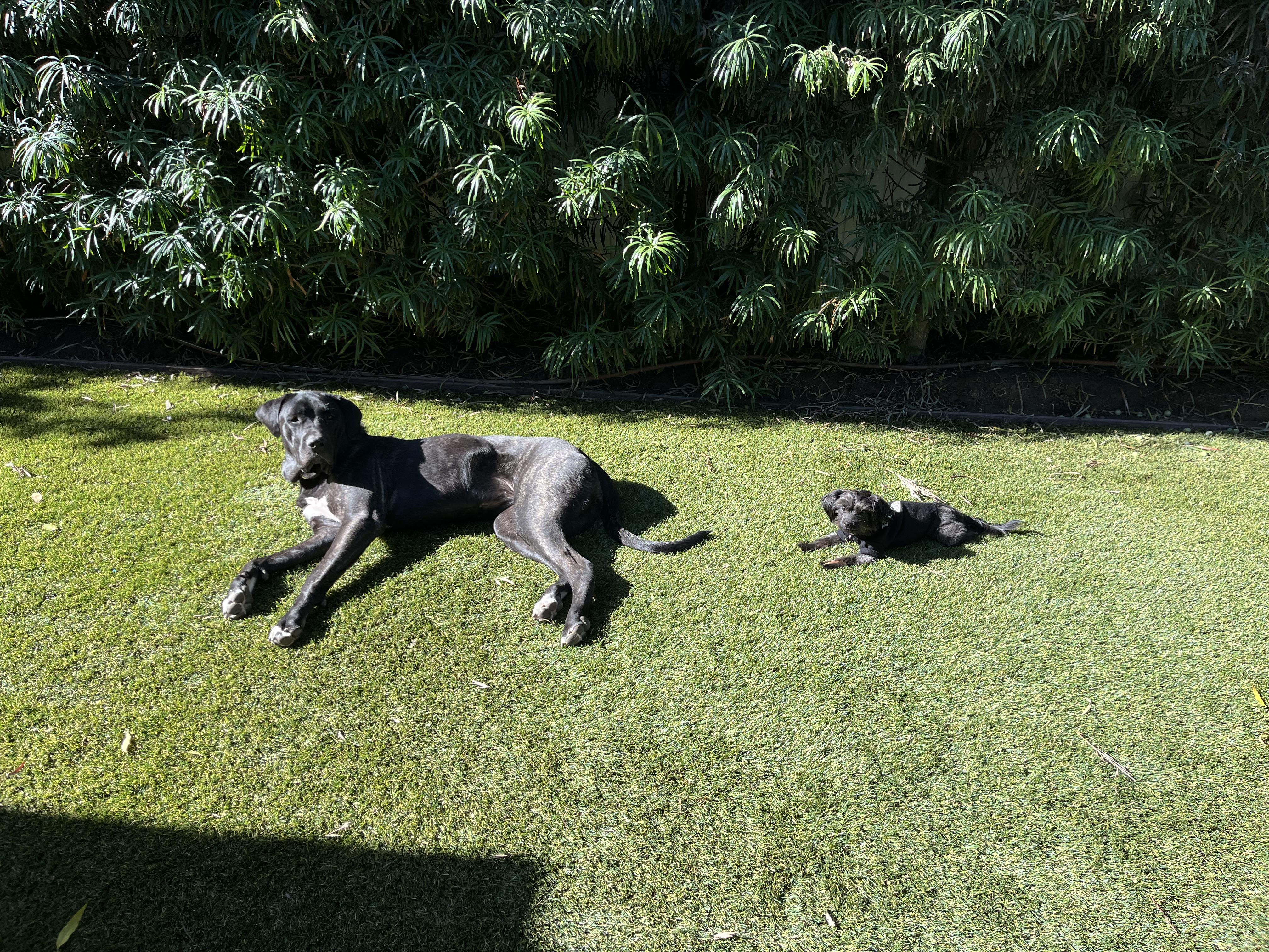 Betty, a Adoptable mixed breed in Los Angeles, CA image 3/6