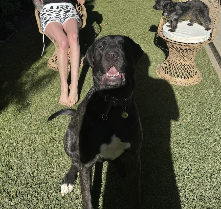 Betty, a Adoptable mixed breed in Los Angeles, CA image 5/6