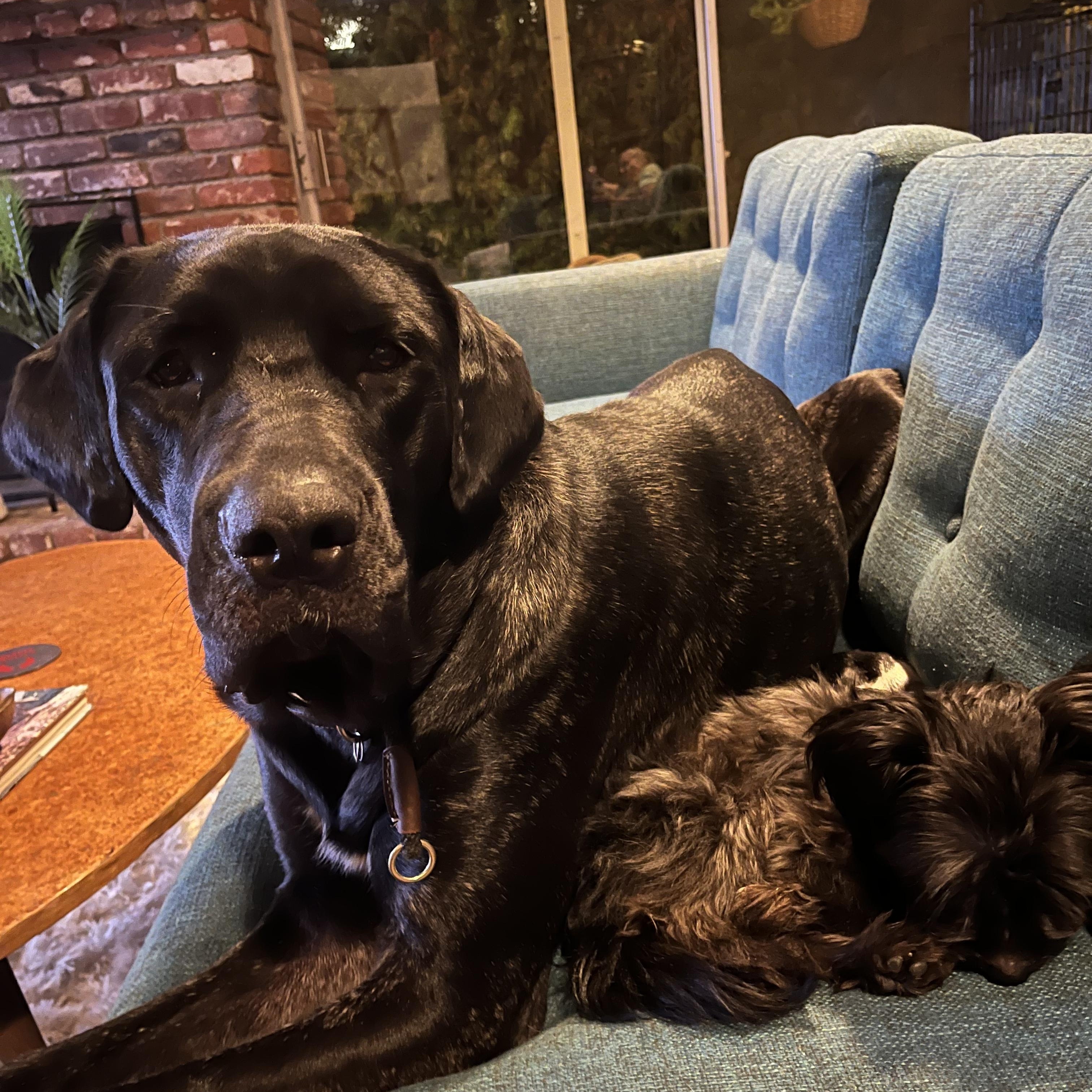 Betty, a Adoptable mixed breed in Los Angeles, CA image 6/6