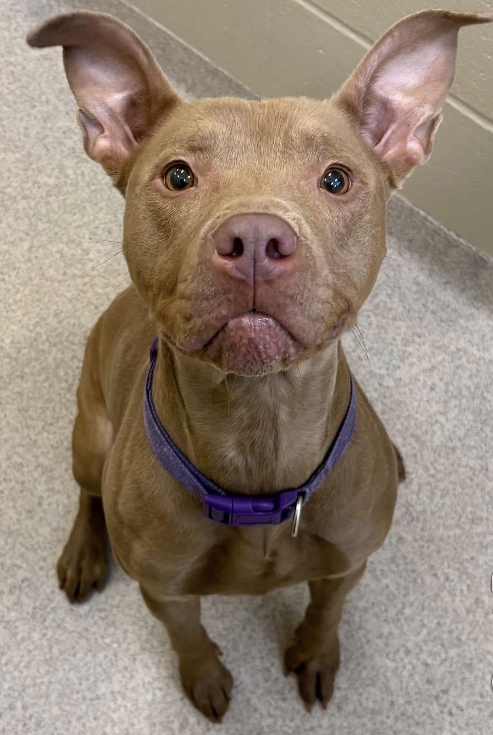 Enlarge Bee, a ADOPTABLE mixed breed in Youngstown, OH image 1/2