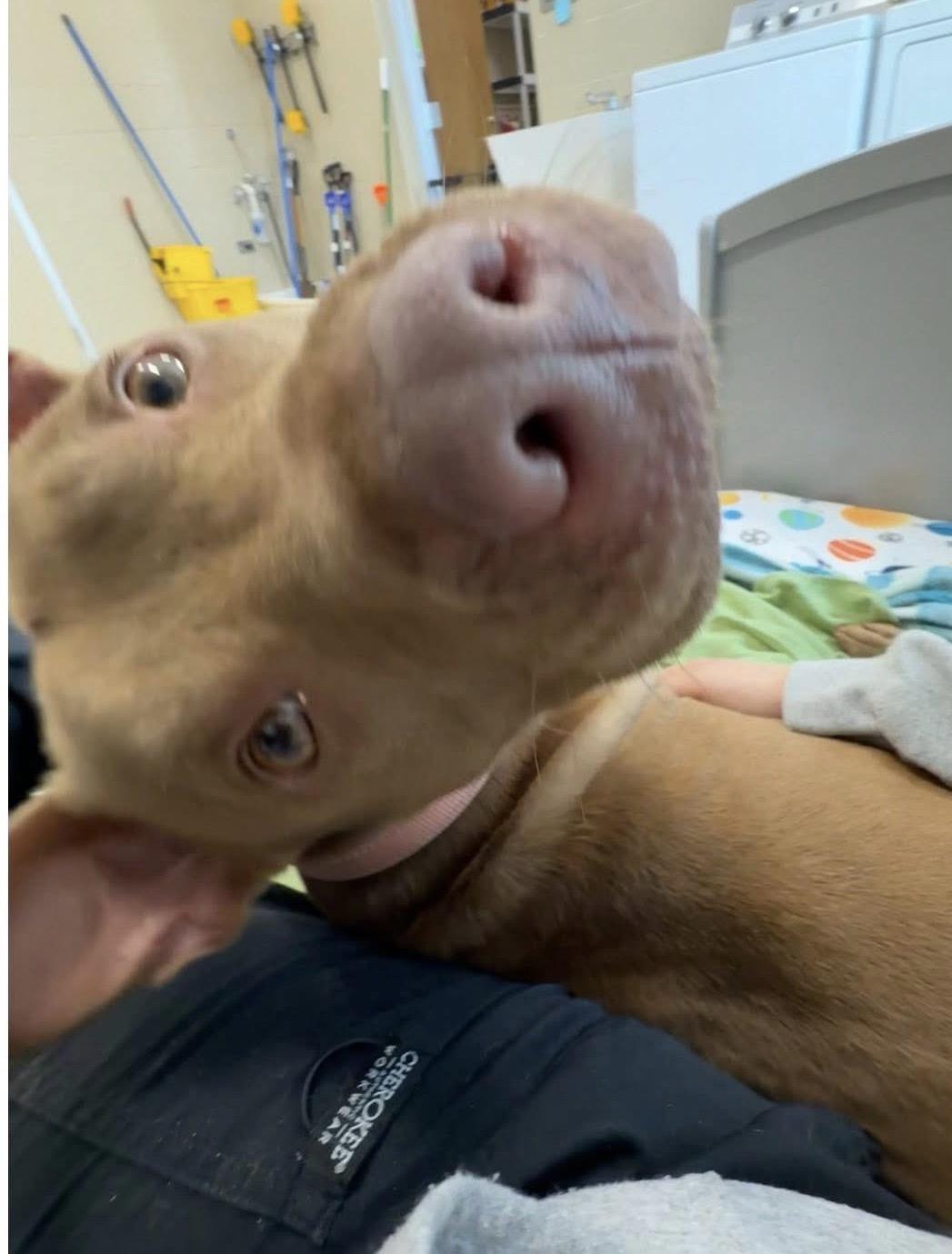 Enlarge Bee, a ADOPTABLE mixed breed in Youngstown, OH image 2/2