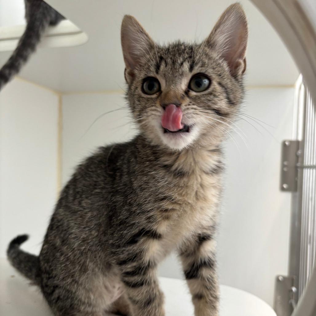 Miranda, Adoptable, Kitten Female Domestic Short Hair.