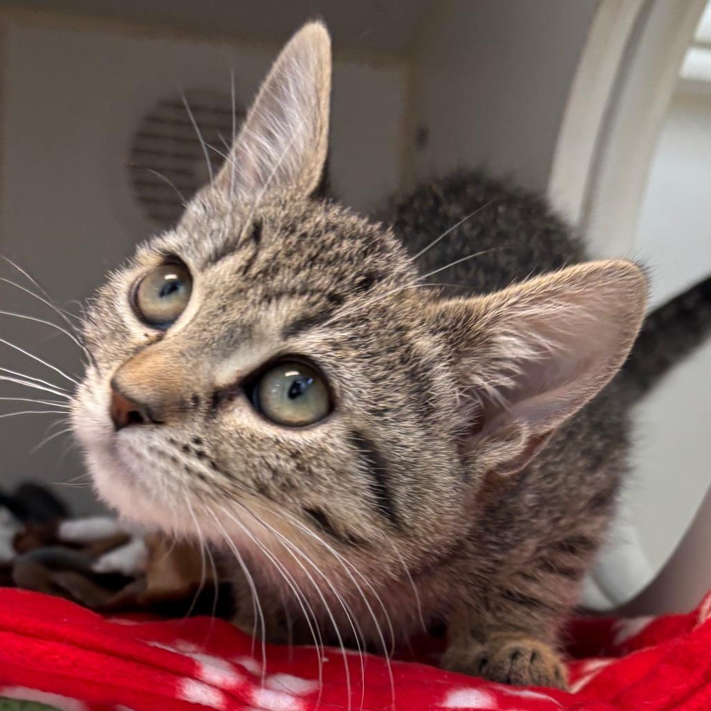 Enlarge Miranda, a Adoptable Domestic Short Hair in Naperville, IL image 2/2