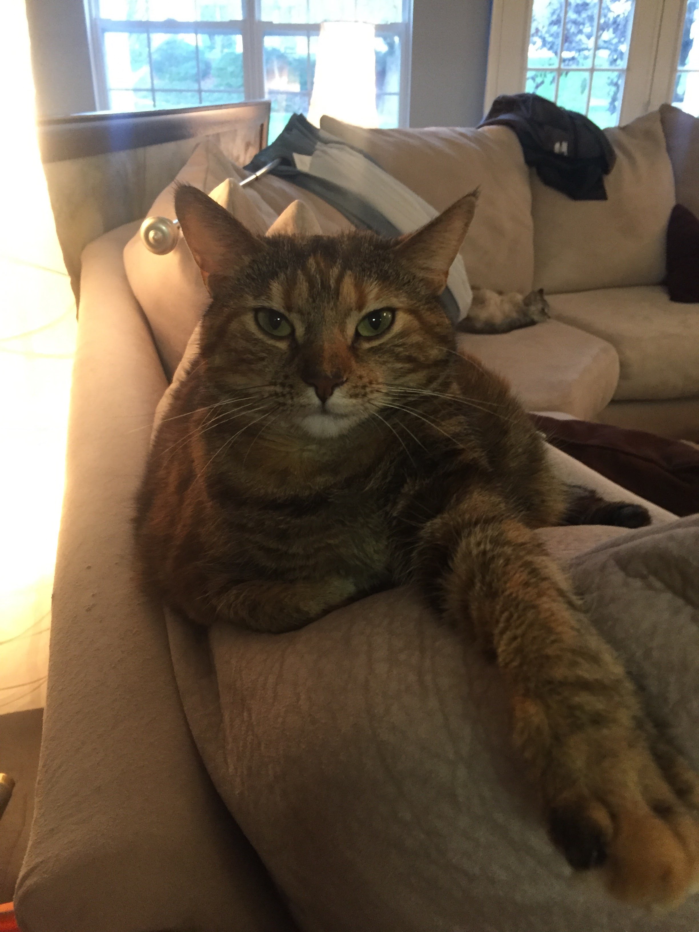 Sprinkles, a Adoptable Domestic Short Hair in Binghamton, NY image 1/8