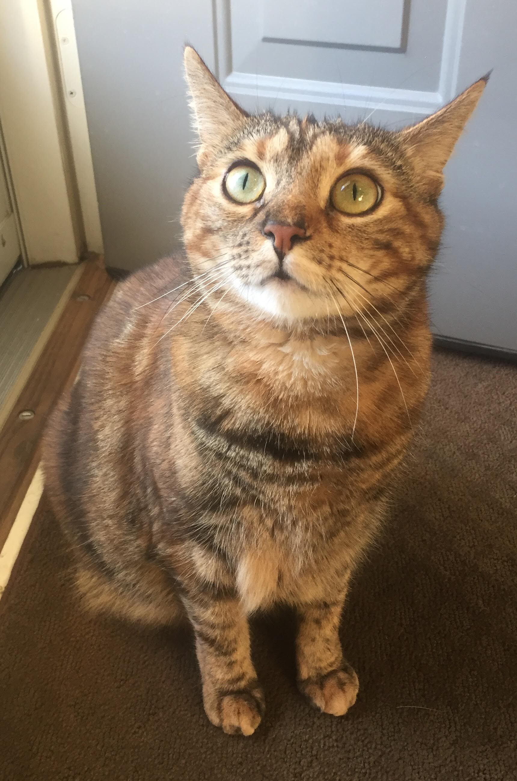 Sprinkles, a Adoptable Domestic Short Hair in Binghamton, NY image 2/8