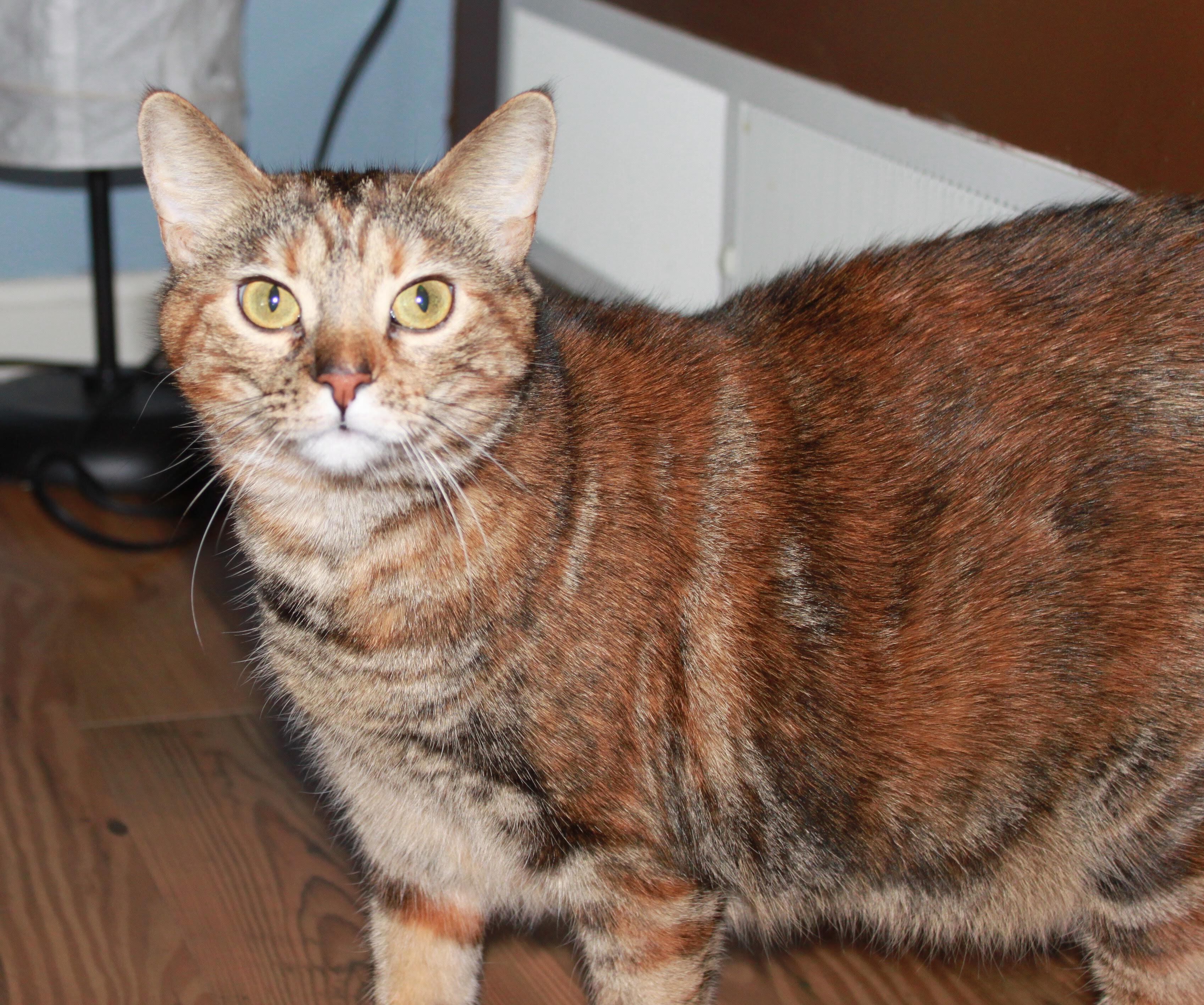 Sprinkles, a Adoptable Domestic Short Hair in Binghamton, NY image 3/8