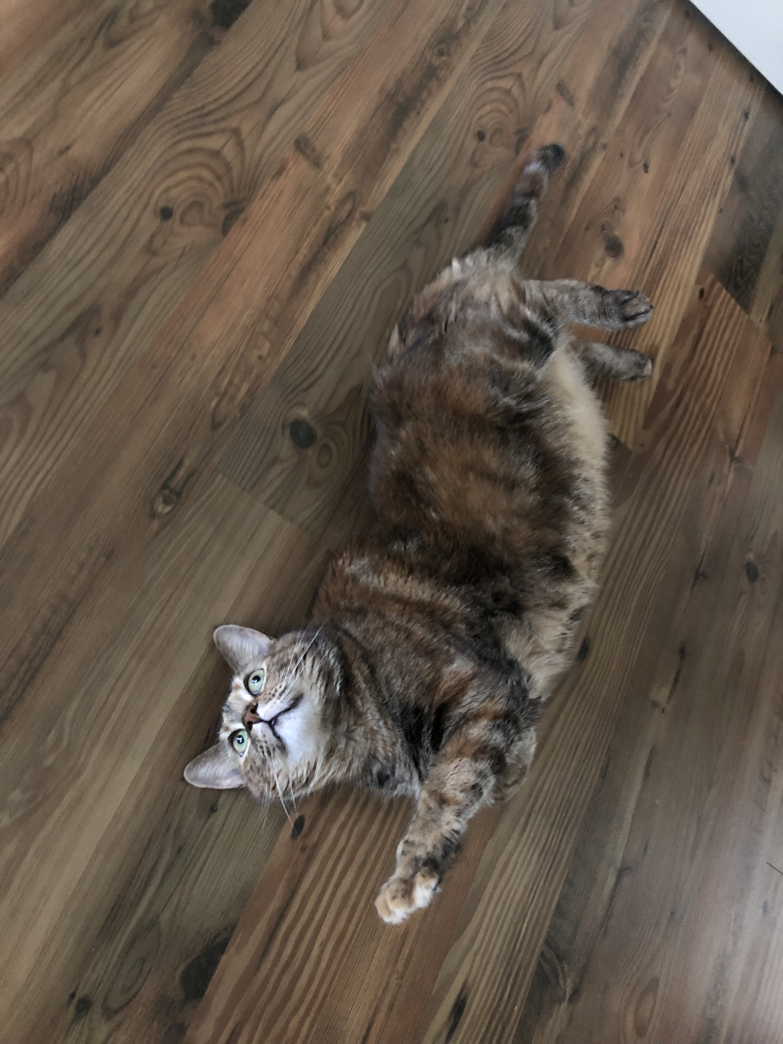 Sprinkles, a Adoptable Domestic Short Hair in Binghamton, NY image 4/8